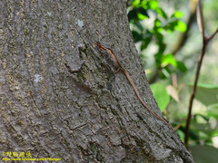 Takydromus viridipunctatus