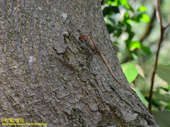 Takydromus viridipunctatus