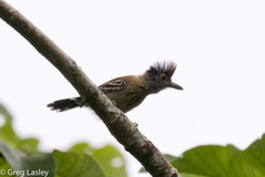 Sakesphorus canadensis