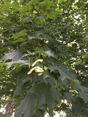 Acer cappadocicum