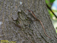 Takydromus viridipunctatus