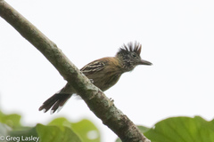 Sakesphorus canadensis