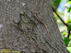 Takydromus viridipunctatus