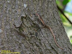 Takydromus viridipunctatus