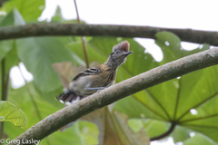 Sakesphorus canadensis