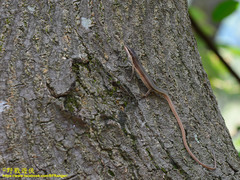 Takydromus viridipunctatus