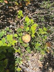 Andricus vacciniifoliae