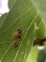 Celticecis capsularis