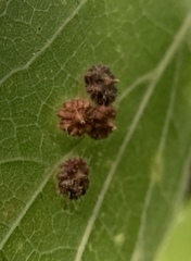 Celticecis capsularis