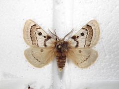 Anthela ochroptera