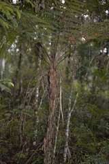 Alsophila leichhardtiana