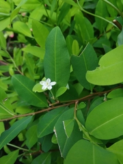 Erythroxylum coca