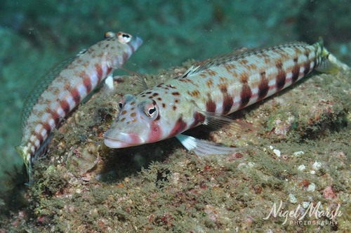 Latticed Sandperch — seen at this dive site