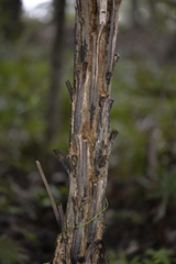 Alsophila leichhardtiana