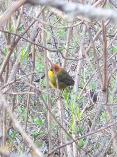 Fulvous-headed Brushfinch (Atlapetes fulviceps), photo 6