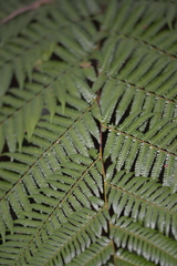 Alsophila leichhardtiana
