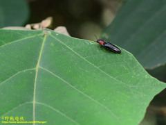 Ludioschema obscuripes