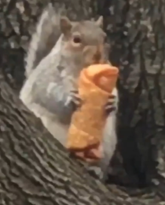 Eastern Gray Squirrel photographed in New York