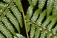 Alsophila leichhardtiana