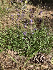 Penstemon heterodoxus