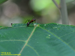Camponotus habereri