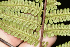 Alsophila leichhardtiana
