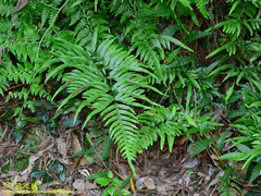 Pteris semipinnata