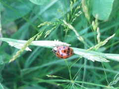 Harmonia axyridis