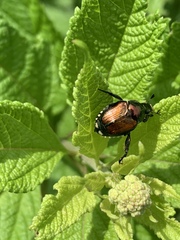 Coleoptera