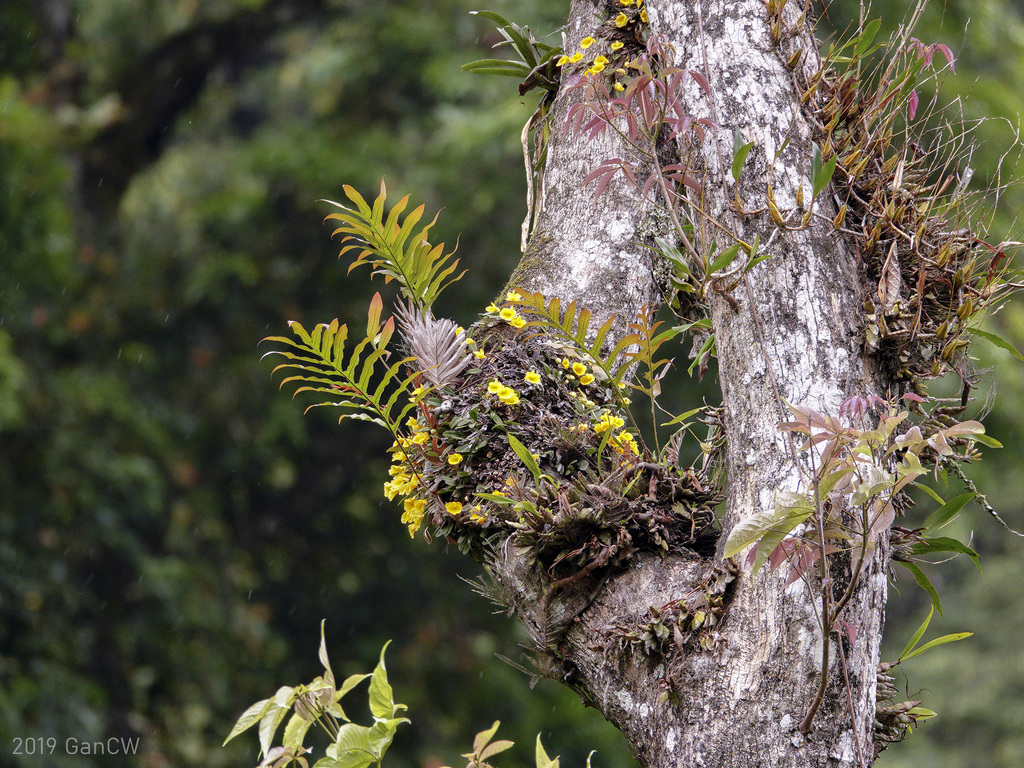 Dendrobium jenkinsii Wall. ex Lindl. 2