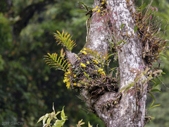 Dendrobium jenkinsii
