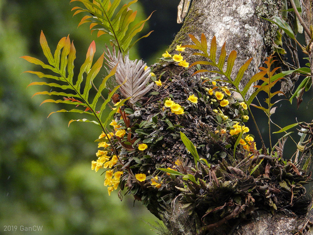 Dendrobium jenkinsii Wall. ex Lindl.