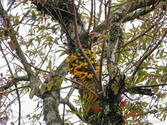 Dendrobium jenkinsii