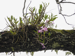 Dendrobium nobile
