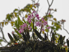 Dendrobium nobile