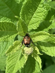 Coleoptera