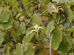 Pterospermum acerifolium