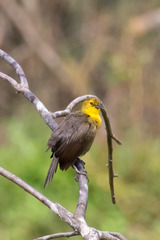 Chrysomus icterocephalus