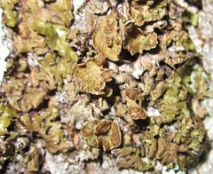 Melanohalea septentrionalis