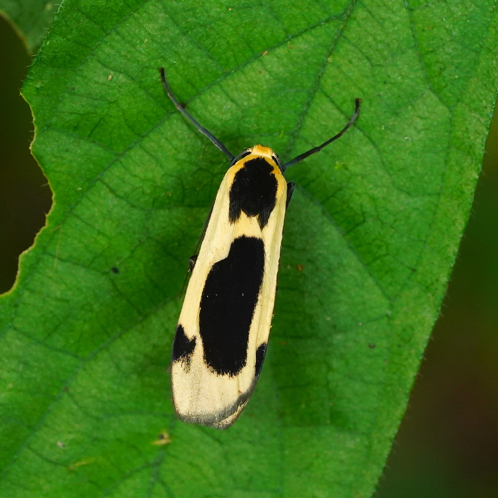 Collitoptyx incurvata