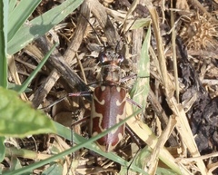 Ellipsoptera cuprascens