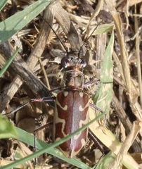 Ellipsoptera cuprascens