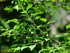 Ilex asprella