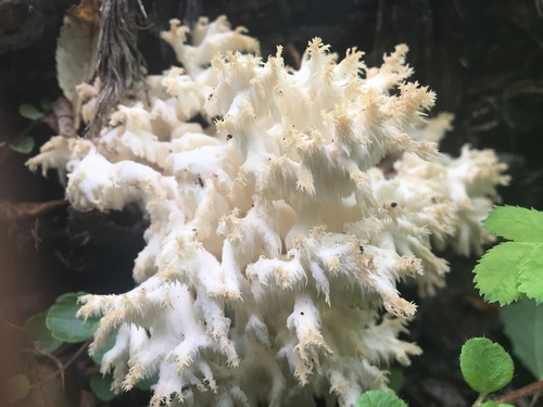 Coral tooth fungus