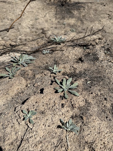 Image of Oenothera avita by no rights reserved