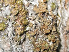 Melanohalea septentrionalis