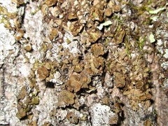 Melanohalea septentrionalis