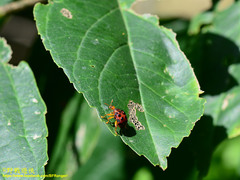 Agomadaranus pardaloides