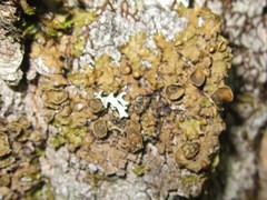 Melanohalea septentrionalis