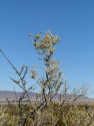Image of Mortonia scabrella by (c) CK2AZ, some rights reserved (CC BY)